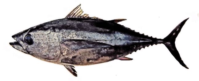 Thunnus obesus_05.jpg
